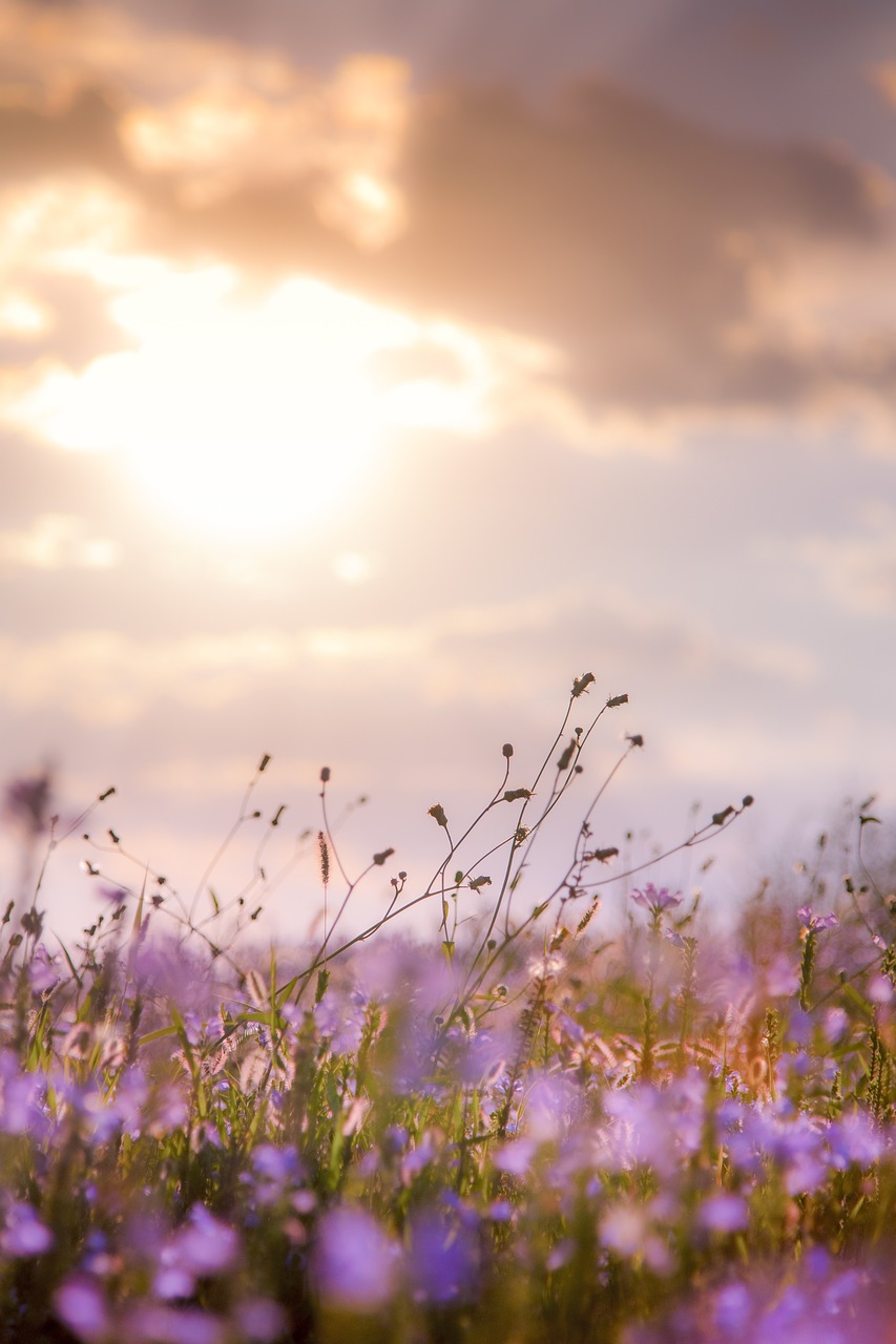 Ljubičasto cvijeće